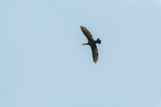 Great Cormorant Soaring Against a Clear Blue Sky