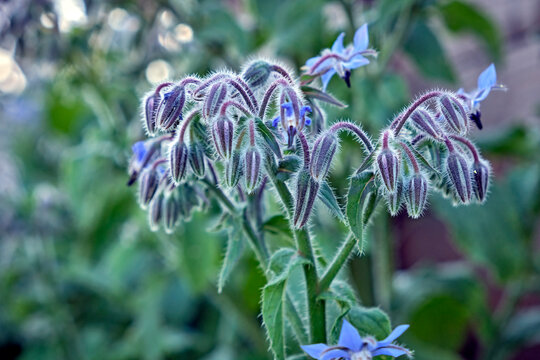 Borretsch ( Borago officinalis ).