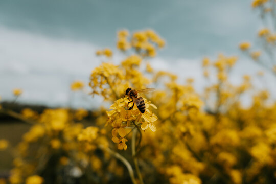 Close up of a honeybee pollinating bright yellow rapeseed flowers in spring