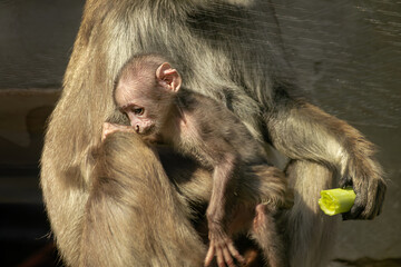 Mother monkey holding baby while eating vegetable closeup photography in a zoo © Artem
