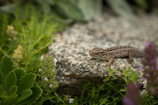A female sand lizard (Lacerta agilis) basking on a granite stone within its natural biotope ecosystem, surrounded by blossoming wild thyme (Thymus) and lush green succulent foliage.