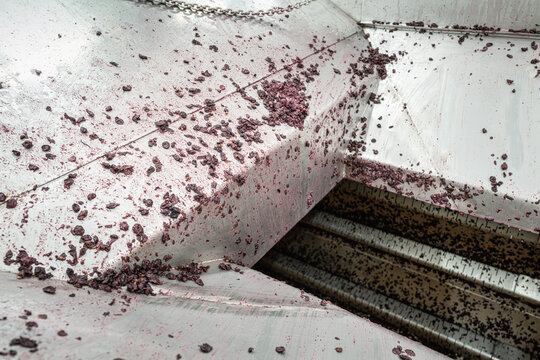 Inside pneumatic wine press with Pinot Noir pomace