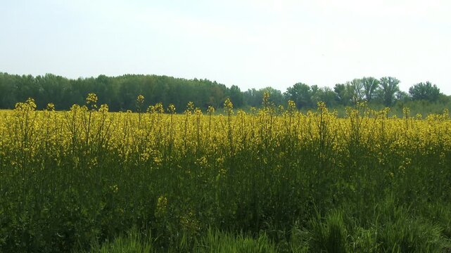 Rapeseed on Summer Field