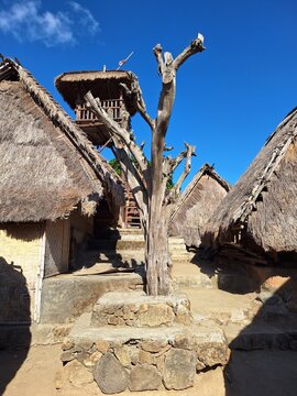 It is a Tree of Love (Pohon Cinta), located in the traditional village of Sade, Lombok, Indonesia. Pohon Cinta is an old jackfruit tree, an iconic meeting point before the traditional wedding ceremony