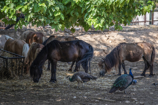 Poneys et paons dans une cour de ferme