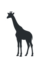 Fototapeta premium Silhouette of a Giraffe Standing Tall Against White Background.