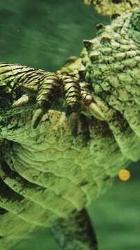 Chinese Alligator Swimming In Shanghai Ocean Aquarium. Crocodilian Endemic To China. Young Chinese Alligator, Close-up View. Its Armored Scales Gleaming