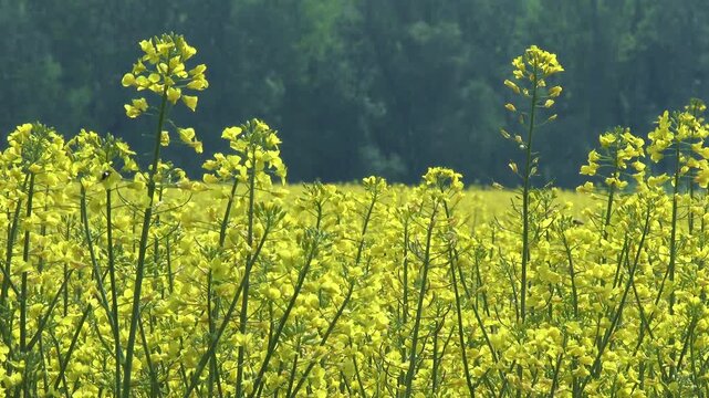 Rapeseed on Summer Field