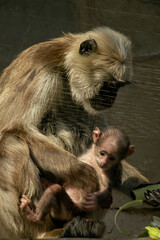 Mother monkey caring for baby in zoo enclosure closeup portrait photography © Artem