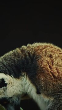 Playful Lemurs Together Amidst Tree Branches