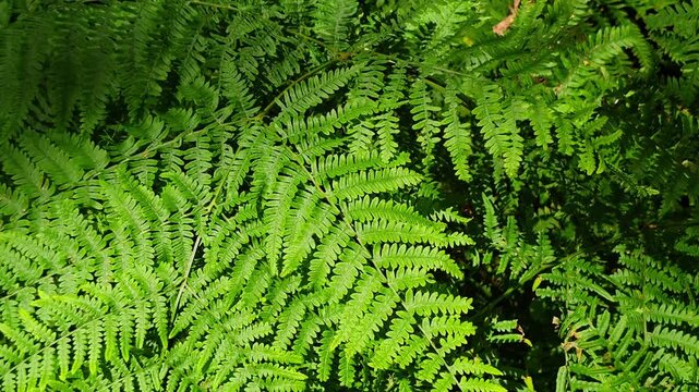Lush green fern fronds filling the frame, top-down view showing intricate feathery pattern and texture of leaves, natural daylight in a forest environment.
