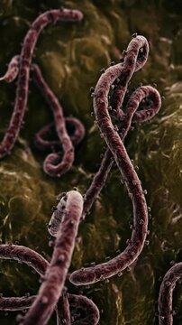 Filovirus pathogen form: ebola virus, global health, deadly outbreak, viral particle, microscopic view, contagion risk, biologic hazard, disease cause.