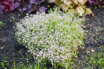 Obraz premium Pink Gypsophila Bush Growing In Garden Soil