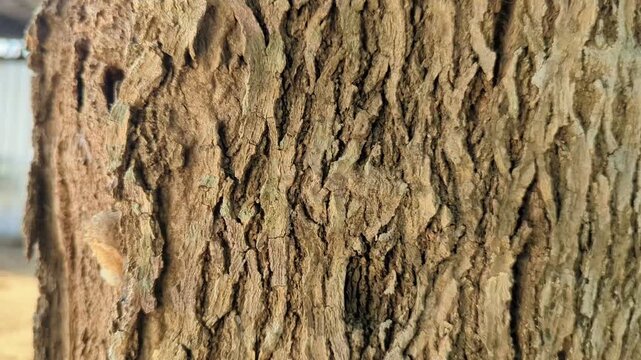 tree bark background
