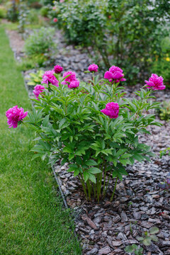 Bright Pink Peony Bush in Garden with Pine Bark Mulch
