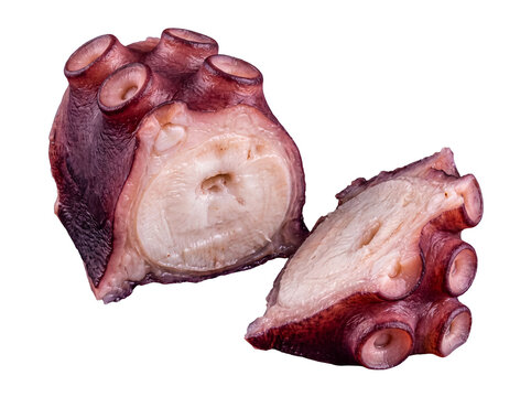 Close-up of a raw octopus tentacle cut in half, revealing its textured cross-section.