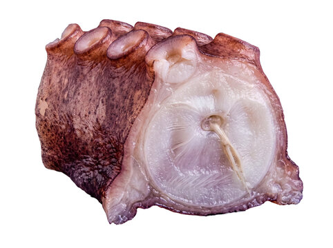Fresh raw octopus tentacle, showing intricate internal details, perfect for culinary applications.
