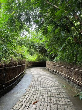 walkway in the park