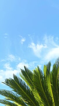 tropical palm branches with blue sky
