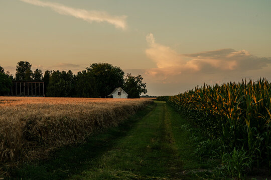 Country road between wheat and corn fields leading to farm buildings at sunset. Beautiful rural landscape.
