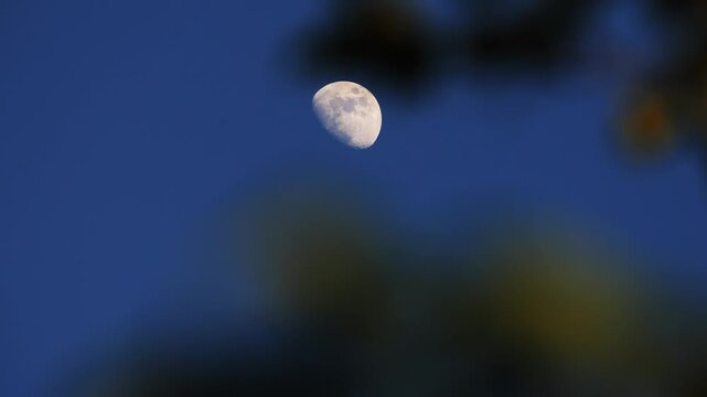 Waxing gibbous Moon with tree silhouettes on a daylight blue sky.