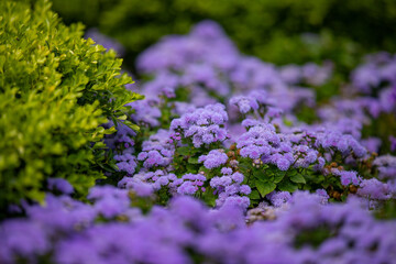 Obraz premium Purple flossflower, ageratum houstonianum blooming on the flower bed