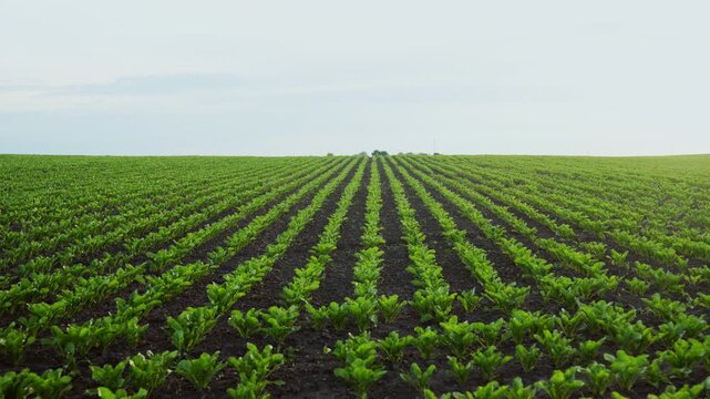 Agricultural field with rows of young sugar beet plants growing under a cloudy sky during sunset in the countryside