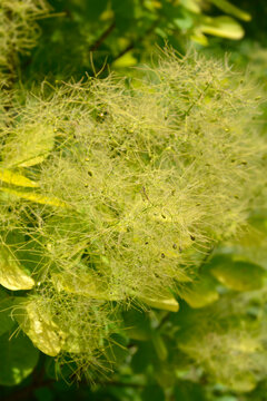 A selective focus shot captures the airy and feathery light green flower plumes of a smoke bush growing in a bright summer garden - latin name - Cotinus coggygria