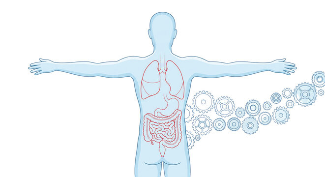 Medical anatomy illustration, human digestive system diagram, blue body line art for education isolated PNG with Transparent Background