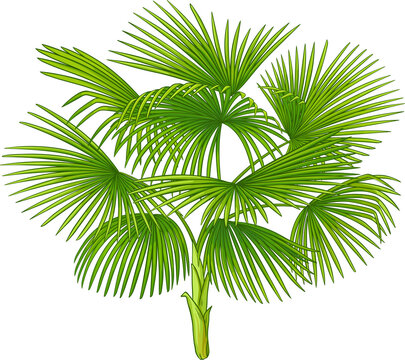 Buriti Plant with Fruit and Leaves Colored Detailed Illustration. Organic natural nutritional healthy food ingredient, vegetarian diet product. 