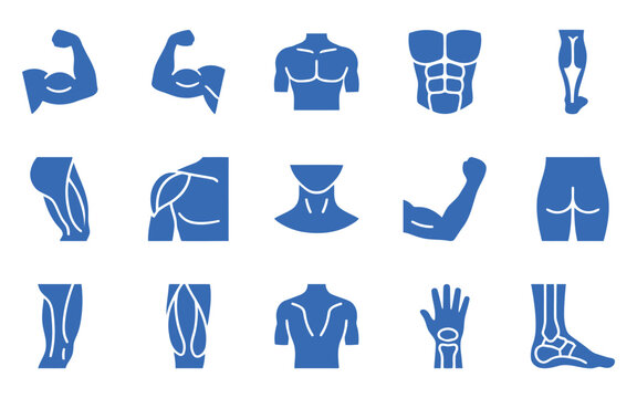 Comprehensive human body parts bundle featuring anatomical muscle groups and skeletal system icon set