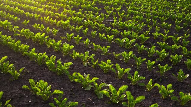 Young green sugar beet seedlings growing in a cultivated agricultural field at sunset with golden light backlighting the plants