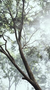 A dense forest with tall trees and branches can be seen shrouded in mist. The sunlight filters through the leaves, creating a natural atmosphere of morning.