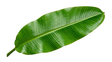 Mango Leaf Green Fresh Botanical Tropical Isolated White © Tonmoy Hasan