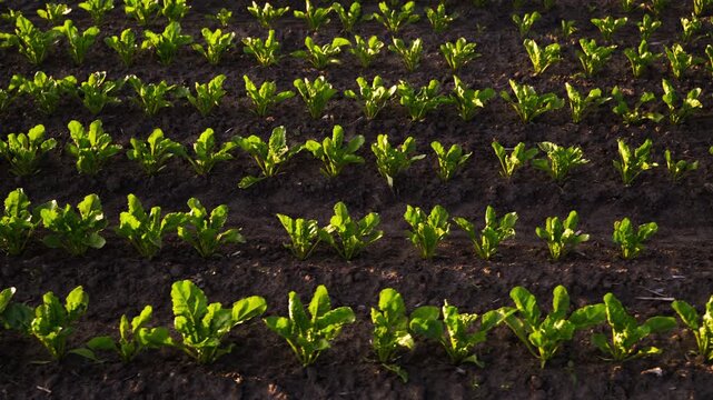 Green sugar beet seedlings growing in rows on a cultivated agricultural field in springtime with warm sunset light