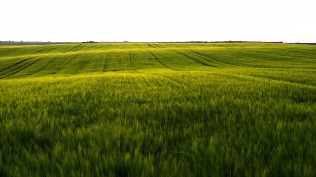 Green barley field waving in the wind with rolling hills and a bright white sky creating a serene agricultural landscape scene