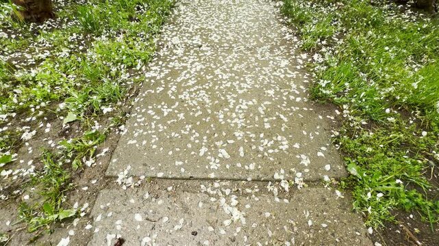White petals fall onto a concrete path, creating a soft rustling sound. Nearby birds chirp in the wet trees as a distant city hum vibrates through the damp air.