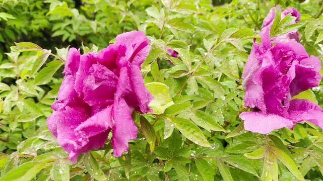 Raindrops slide off bright magenta petals onto wet leaves with a soft pattering sound. Birds sing nearby while a low city hum vibrates through the damp air.