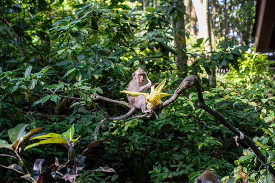Macaque avec un &eacute;pi de ma&iuml;s , Bali