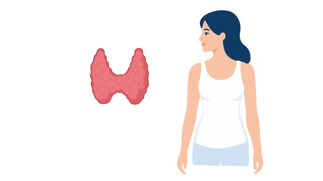 animation of thyroid gland anatomy in female body