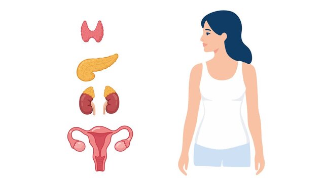 animation of endocrine organs in female body with thyroid pancreas kidneys and uterus