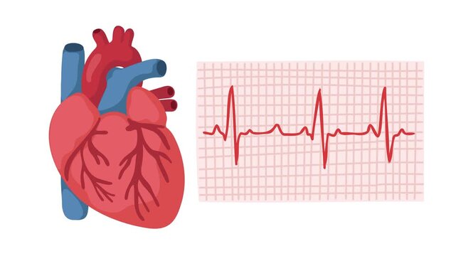 animation of heart anatomy with electrocardiogram monitoring