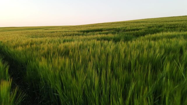 Green barley field waving in the wind during a scenic sunset over the agricultural countryside, capturing the essence of nature