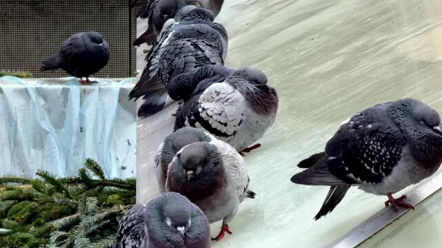 Several gray pigeons perched on a glass surface next to pine branches, capturing the quiet behavior of city birds resting outdoors during a cold day in a modern urban environment
