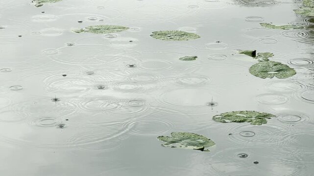 Raindrops strike floating lily pads, creating a rhythmic splashing sound. Nearby birds sing through a distant city hum. The water ripples softly under the grey sky.