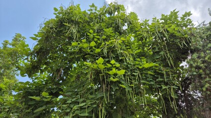 Fototapeta premium Catalpa bignonioides is a short-lived species of Catalpa.