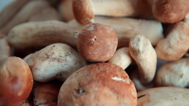 Fresh porcini mushrooms slowly sliding with a shallow depth of field. Natural and organic food concept for gourmet cooking
