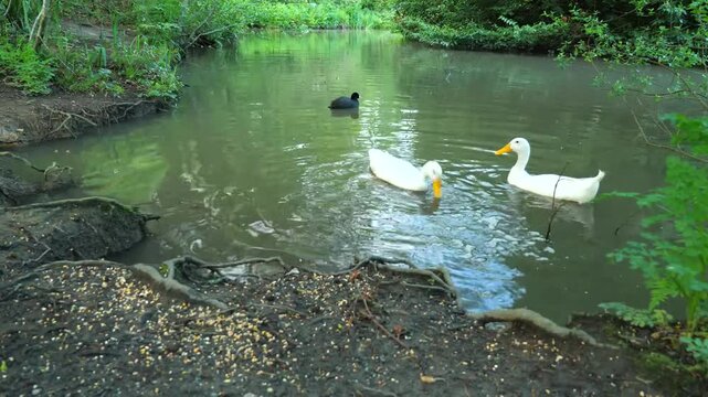 Two white ducks swimming in a peaceful park pond with a coot in the background