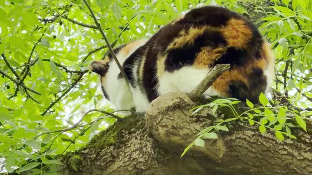 A beautiful calico cat rests high up on a thick, mossy tree branch hidden by leaves. This funny yet charming scene brings a playful feeling of curious wonder and peaceful heights.
