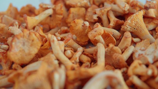Fresh organic chanterelle mushrooms rotating on a white background for gourmet cooking and healthy eating